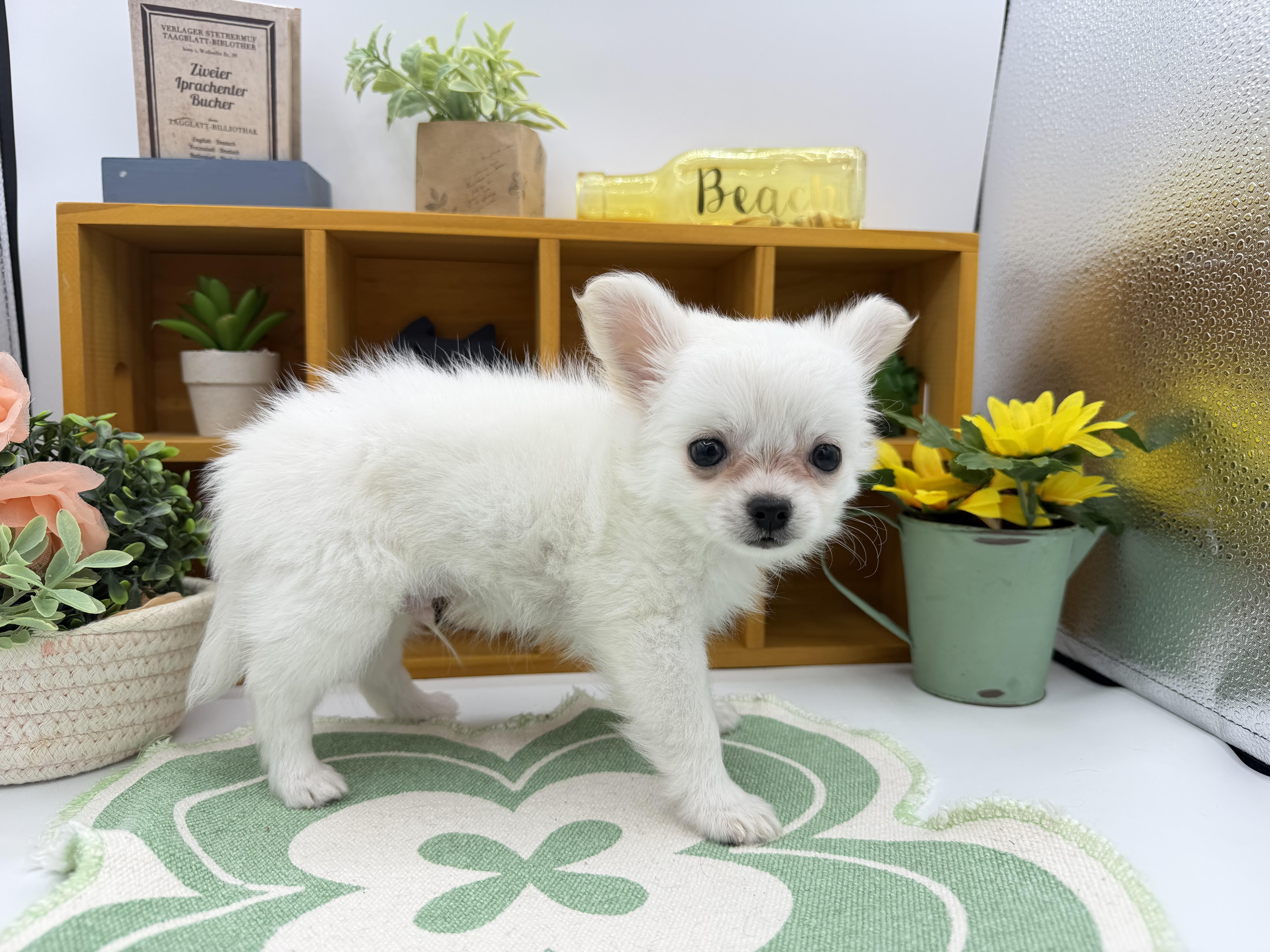 静岡県のハーフ犬・ミックス犬 (ペッツワン清水店/2026年2月5日生まれ/男の子/ホワイトクリーム)の子犬の2枚目の画像