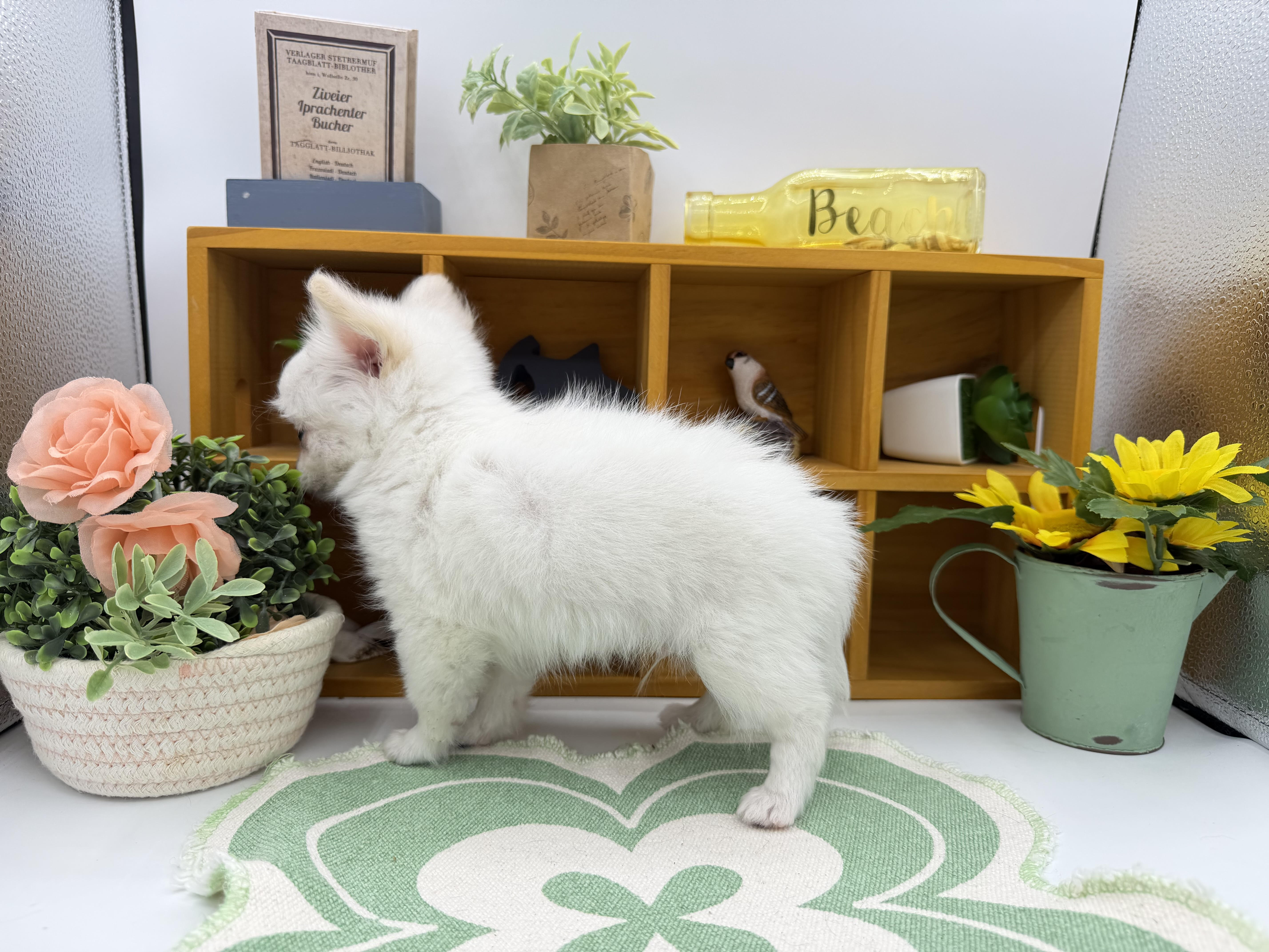 静岡県のハーフ犬・ミックス犬 (ペッツワン清水店/2026年2月5日生まれ/男の子/ホワイトクリーム)の子犬の3枚目の画像