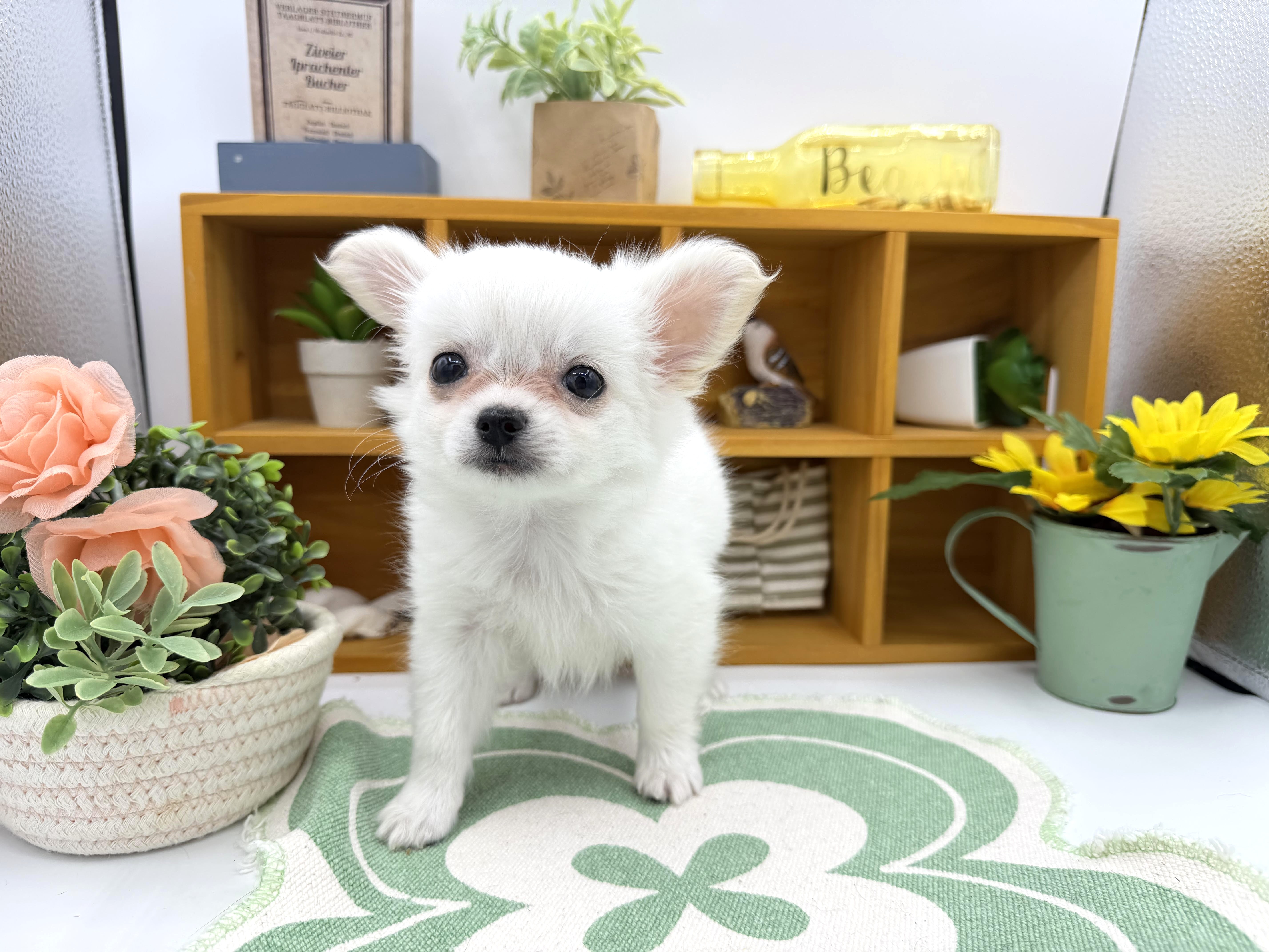 静岡県のハーフ犬・ミックス犬 (ペッツワン清水店/2026年2月5日生まれ/男の子/ホワイトクリーム)の子犬の1枚目の画像