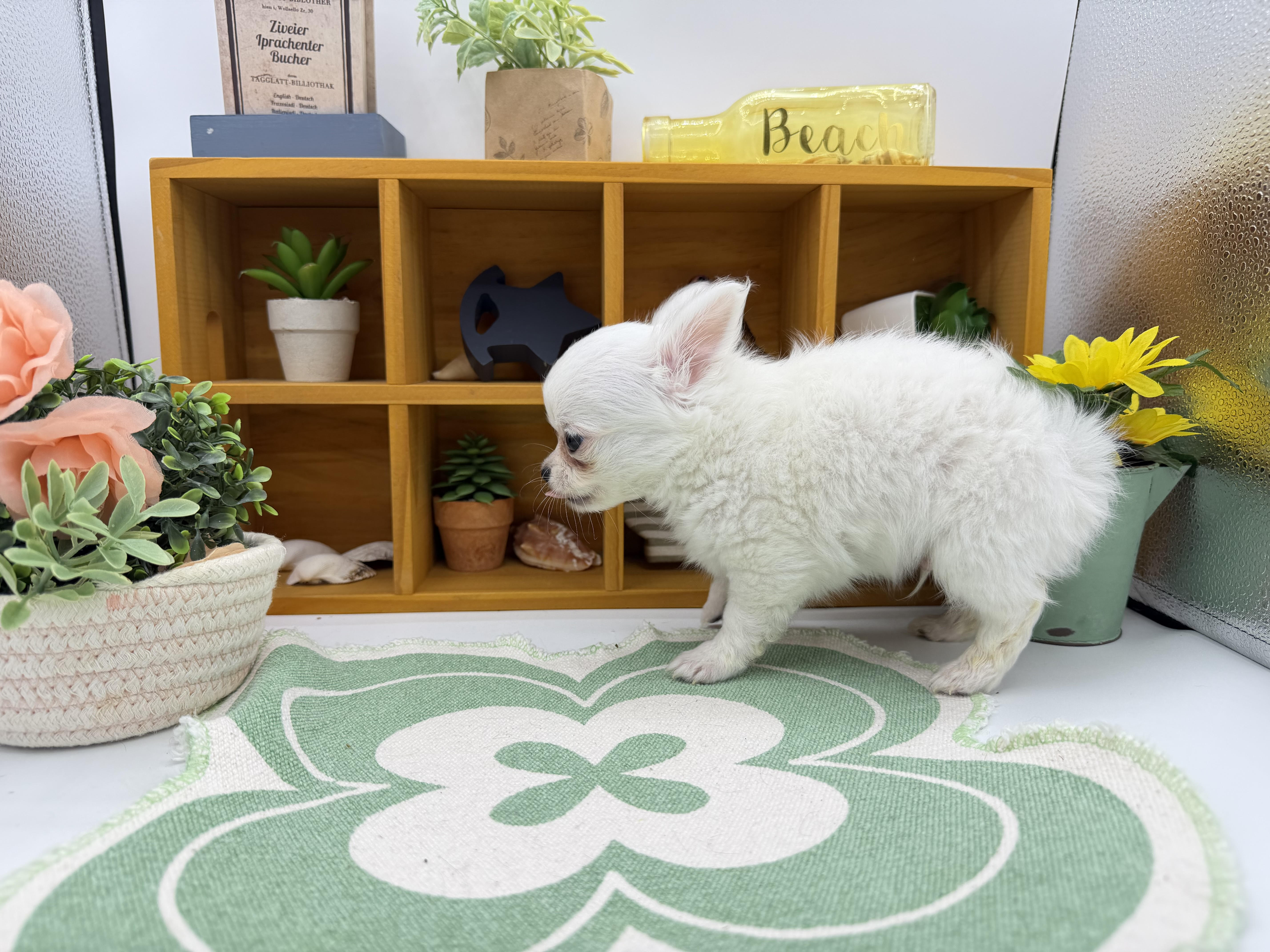 静岡県のチワワ(ロング) (ペッツワン清水店/2026年2月11日生まれ/男の子/ホワイトクリーム)の子犬の3枚目の画像