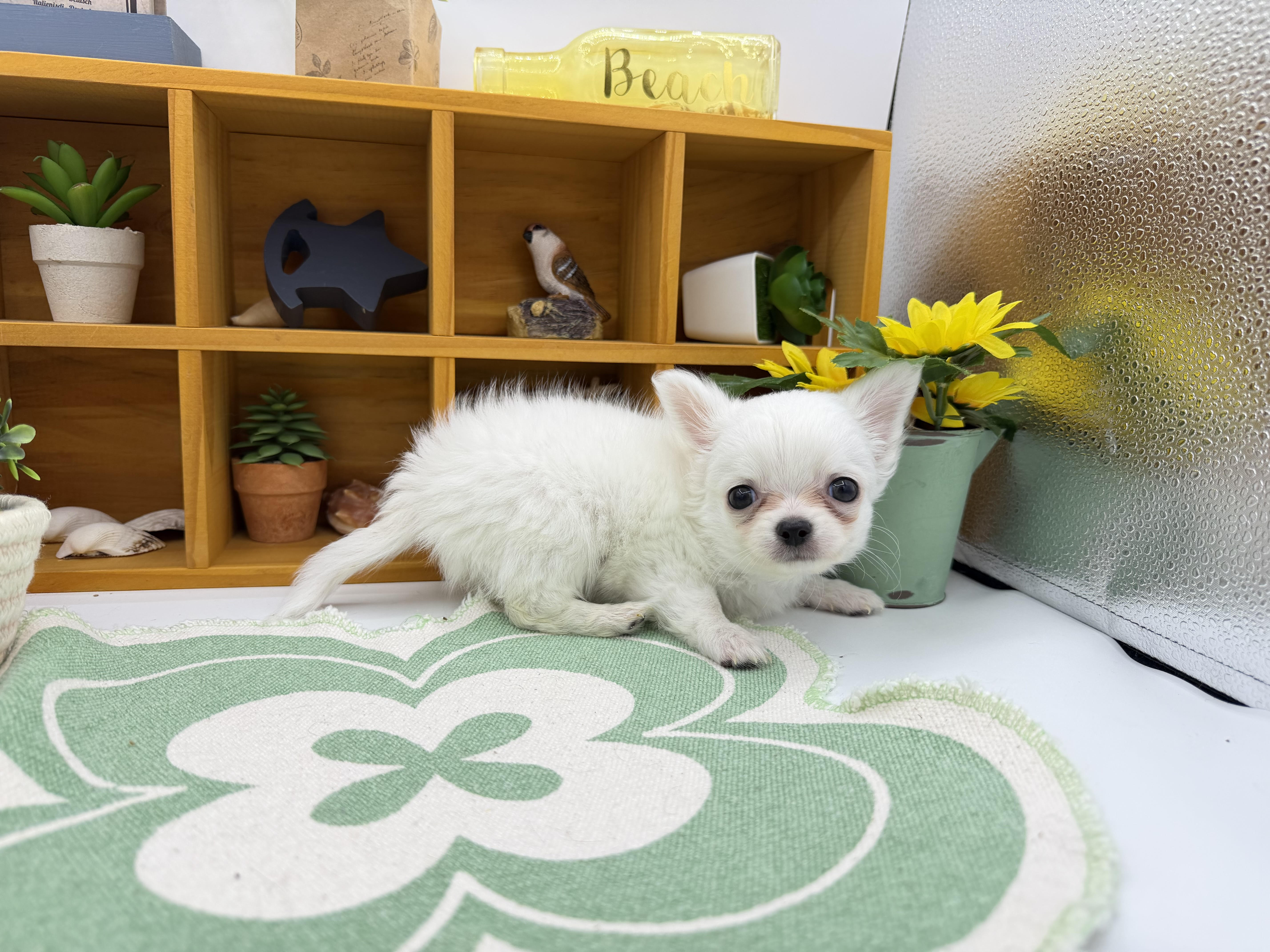 静岡県のチワワ(ロング) (ペッツワン清水店/2026年2月11日生まれ/男の子/ホワイトクリーム)の子犬の2枚目の画像