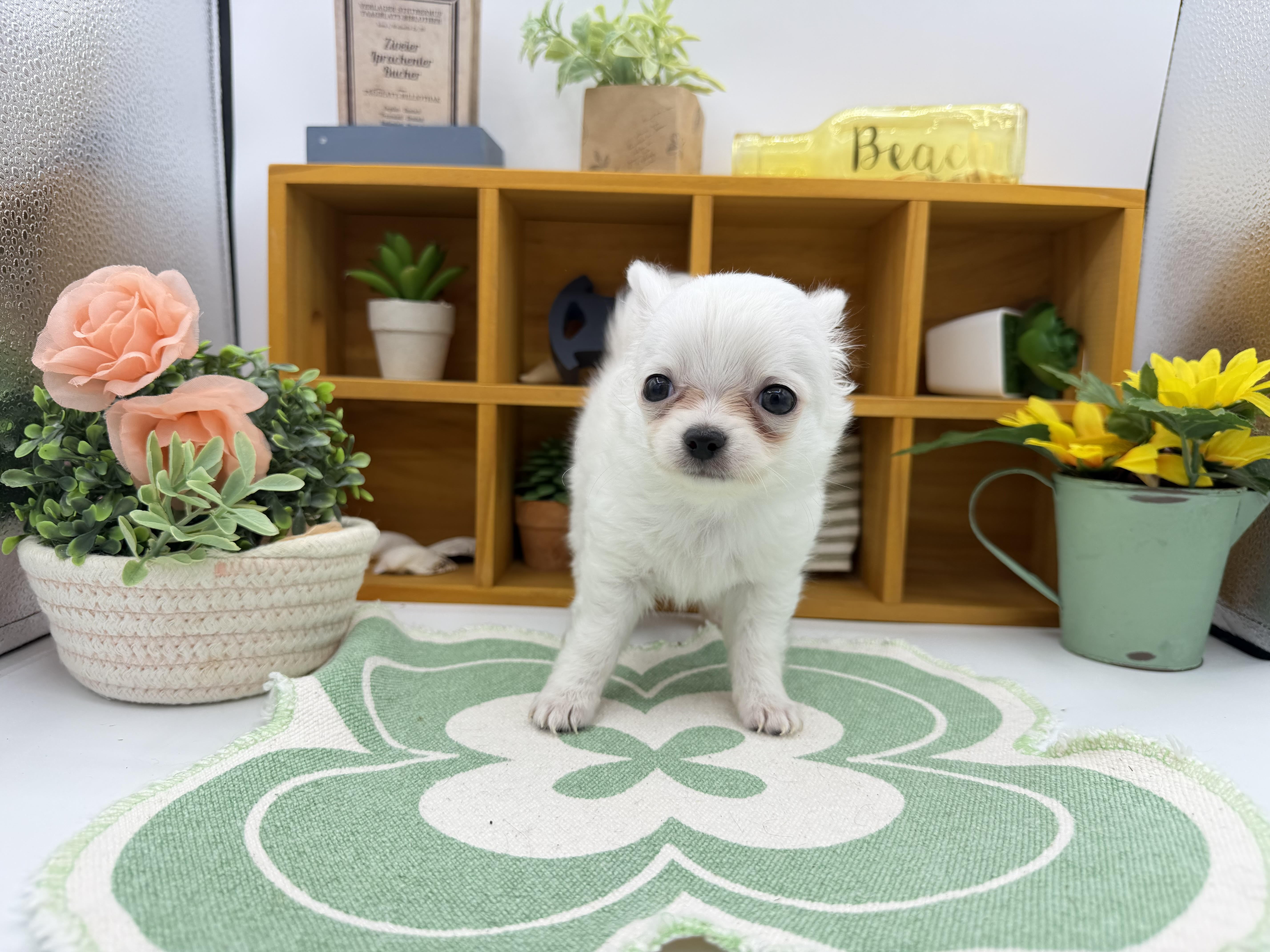 静岡県のチワワ(ロング) (ペッツワン清水店/2026年2月11日生まれ/男の子/ホワイトクリーム)の子犬の1枚目の画像