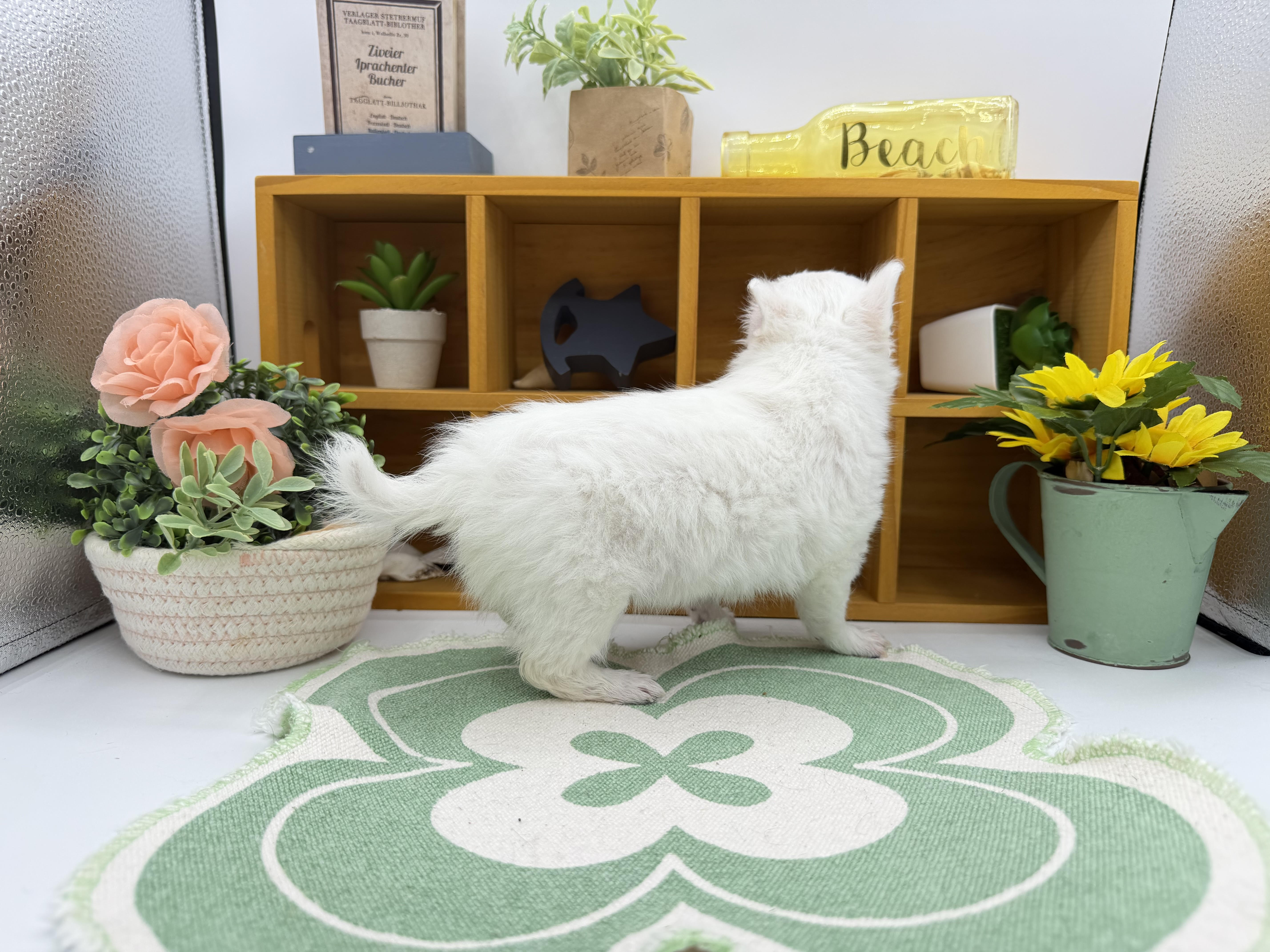 静岡県のチワワ(ロング) (ペッツワン清水店/2026年2月11日生まれ/女の子/ホワイトクリーム)の子犬の2枚目の画像