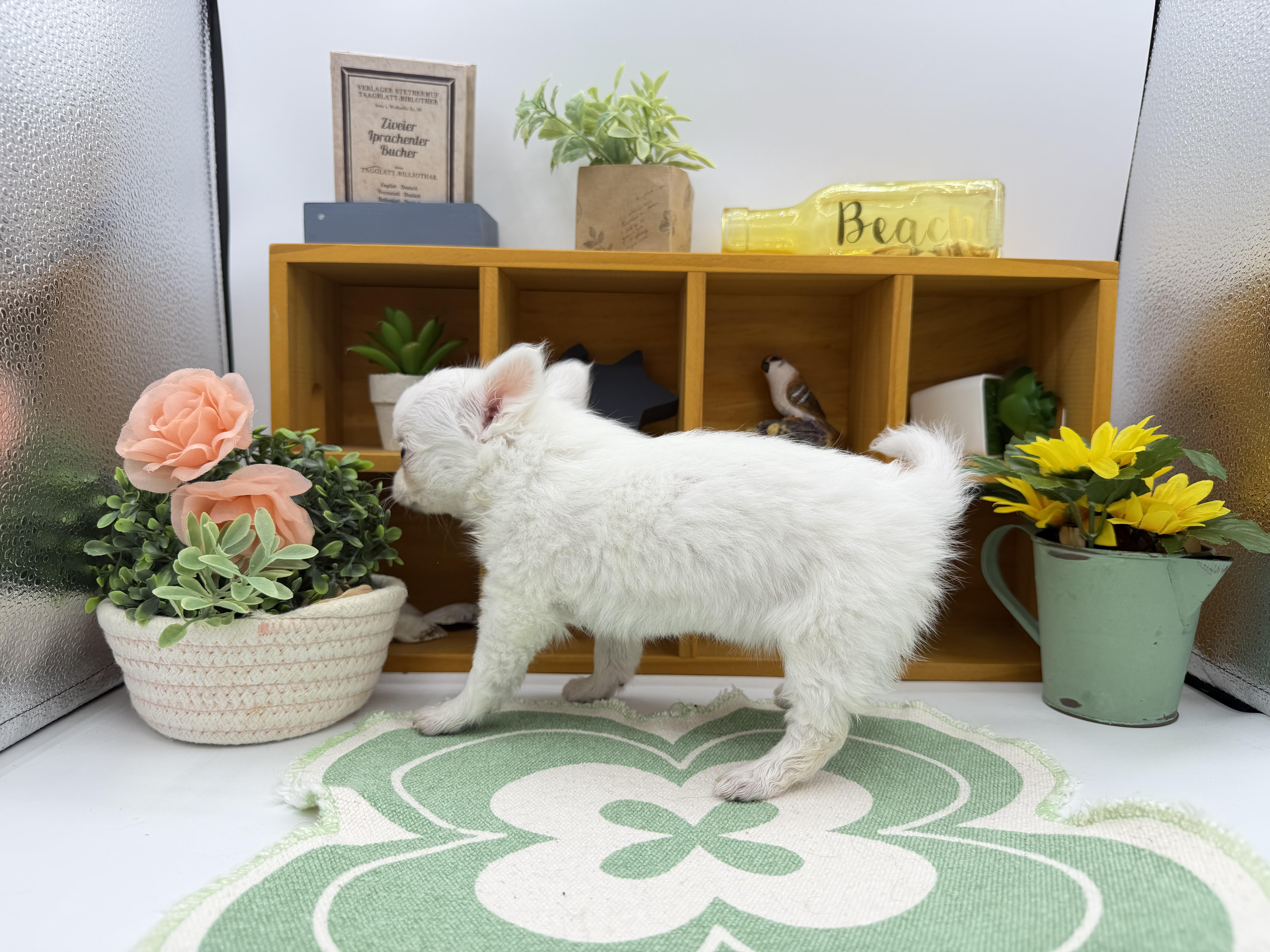 静岡県のチワワ(ロング) (ペッツワン清水店/2026年2月11日生まれ/女の子/ホワイトクリーム)の子犬の3枚目の画像