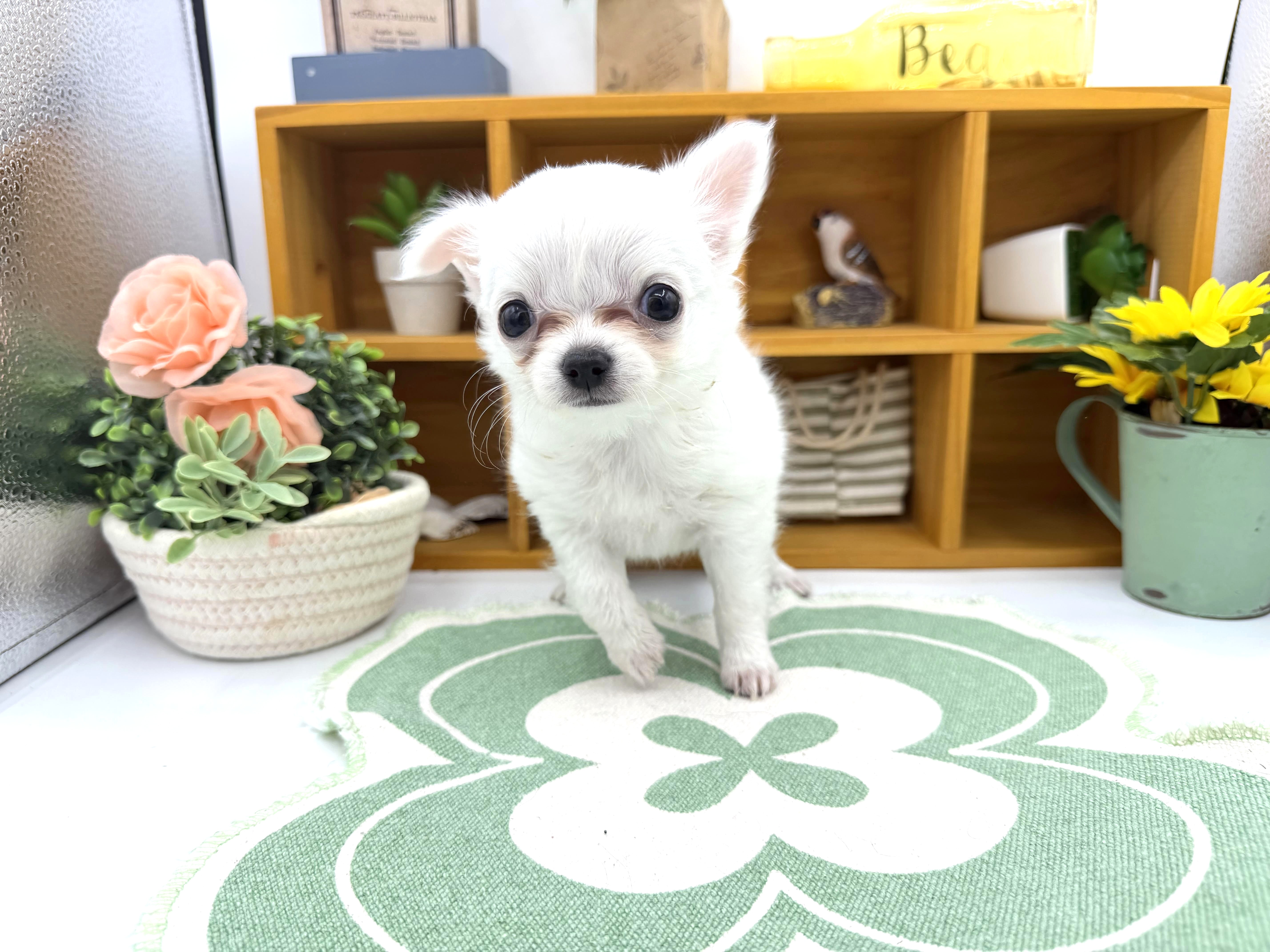 静岡県のチワワ(ロング) (ペッツワン清水店/2026年2月11日生まれ/女の子/ホワイトクリーム)の子犬の1枚目の画像