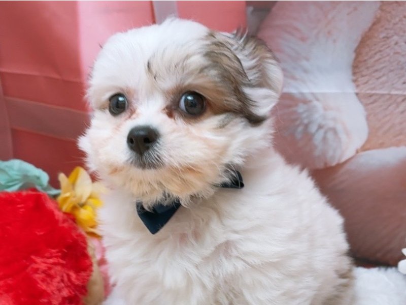 沖縄県のハーフ犬・ミックス犬 (ペッツワンFCあがり浜店/2026年2月8日生まれ/女の子/フォーン)の子犬