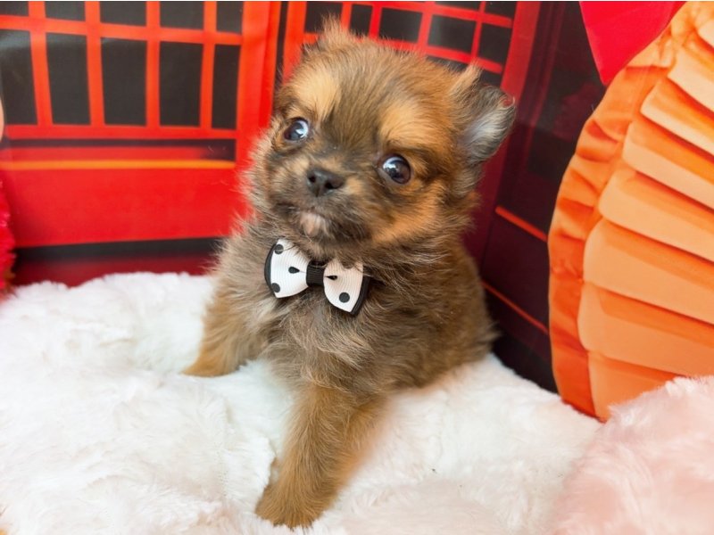 愛知県のハーフ犬・ミックス犬 (ペッツワン豊田四郷店/2025年12月6日生まれ/男の子/セーブル)の子犬の2枚目の画像