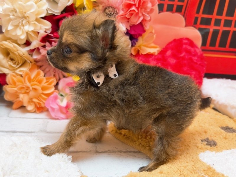 愛知県のハーフ犬・ミックス犬 (ペッツワン豊田四郷店/2025年12月6日生まれ/男の子/セーブル)の子犬の3枚目の画像