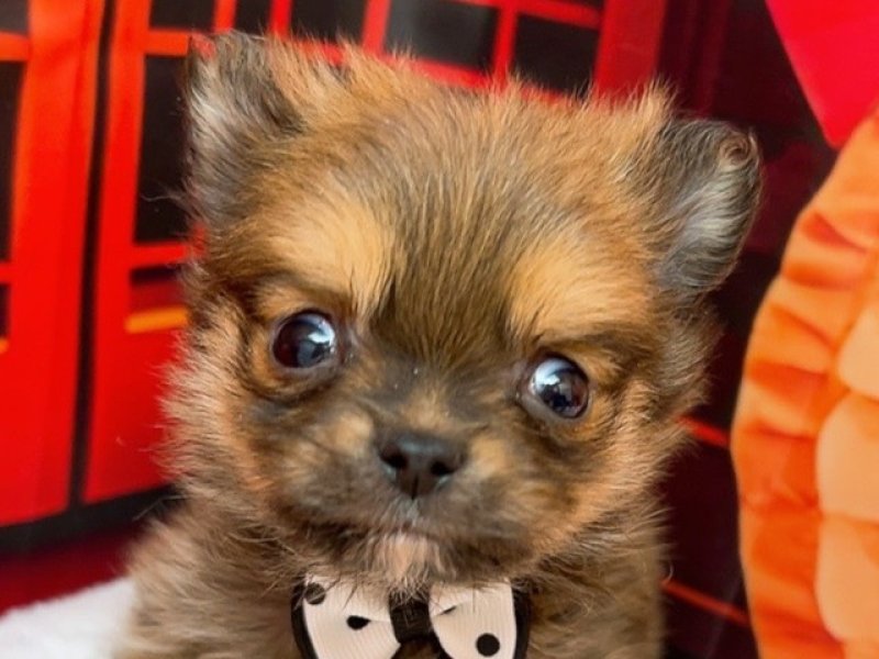 愛知県のハーフ犬・ミックス犬 (ペッツワン豊田四郷店/2025年12月6日生まれ/男の子/セーブル)の子犬の1枚目の画像