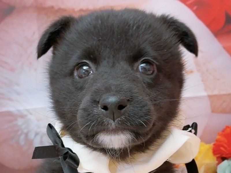 沖縄県のハーフ犬・ミックス犬 (ペッツワンFCあがり浜店/2026年2月4日生まれ/女の子/ブラックホワイト)の子犬