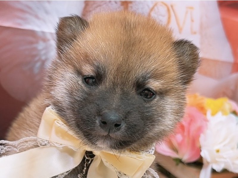 沖縄県の柴犬(標準サイズ) (ペッツワンFCあがり浜店/2026年1月3日生まれ/女の子/赤)の子犬