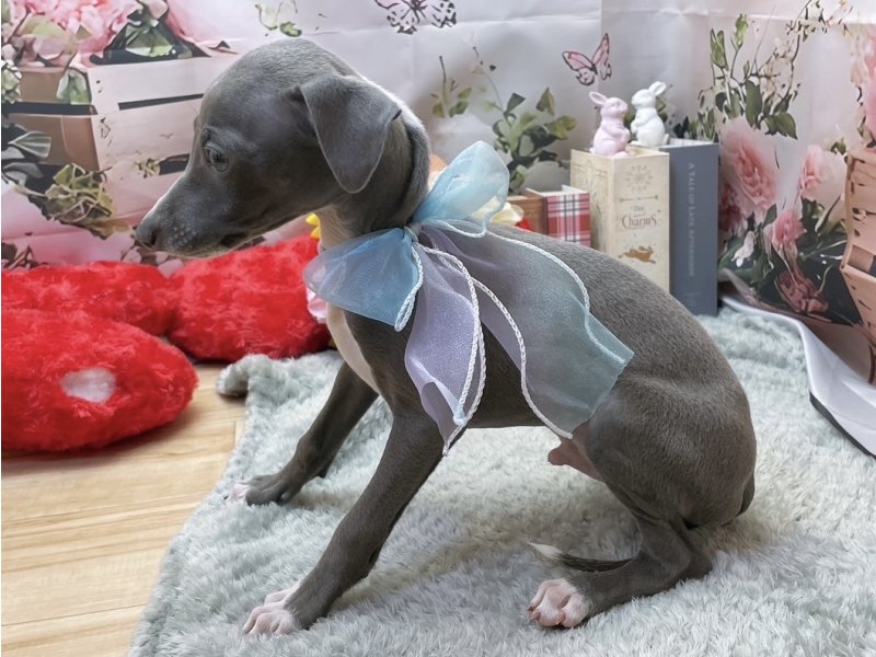 愛知県のイタリアングレーハウンド (ペッツワン豊田四郷店/2025年12月16日生まれ/男の子/ブルーホワイト)の子犬の3枚目の画像