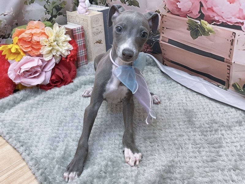 愛知県のイタリアングレーハウンド (ペッツワン豊田四郷店/2025年12月16日生まれ/男の子/ブルーホワイト)の子犬の2枚目の画像