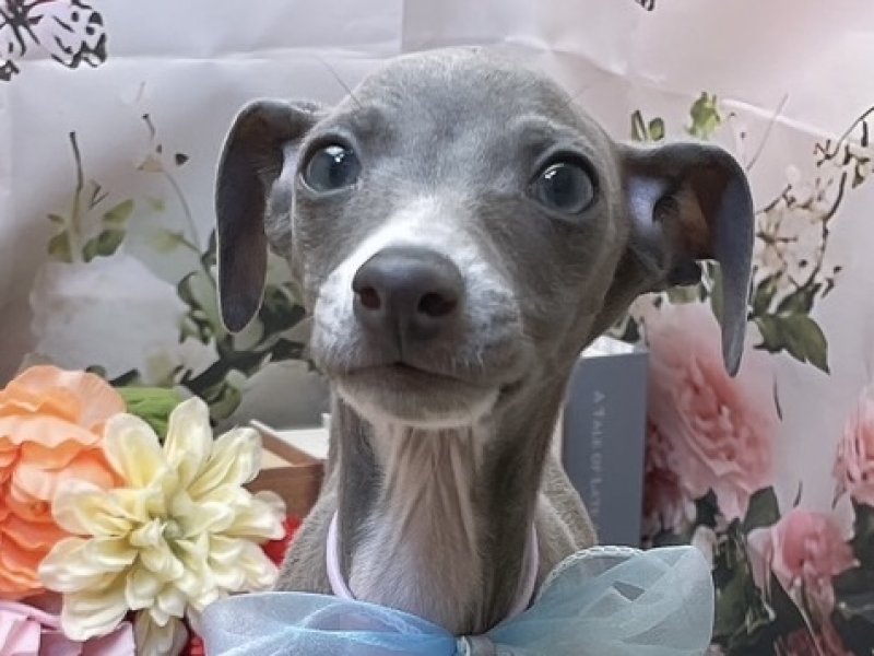 愛知県のイタリアングレーハウンド (ペッツワン豊田四郷店/2025年12月16日生まれ/男の子/ブルーホワイト)の子犬の1枚目の画像