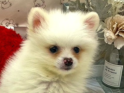 静岡県のポメラニアン (ペッツワン掛川店/2026年2月10日生まれ/男の子/ホワイト)の子犬の1枚目の画像