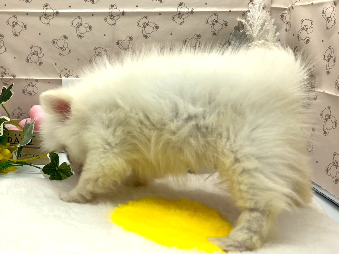 静岡県のポメラニアン (ペッツワン掛川店/2026年2月10日生まれ/男の子/ホワイト)の子犬の3枚目の画像