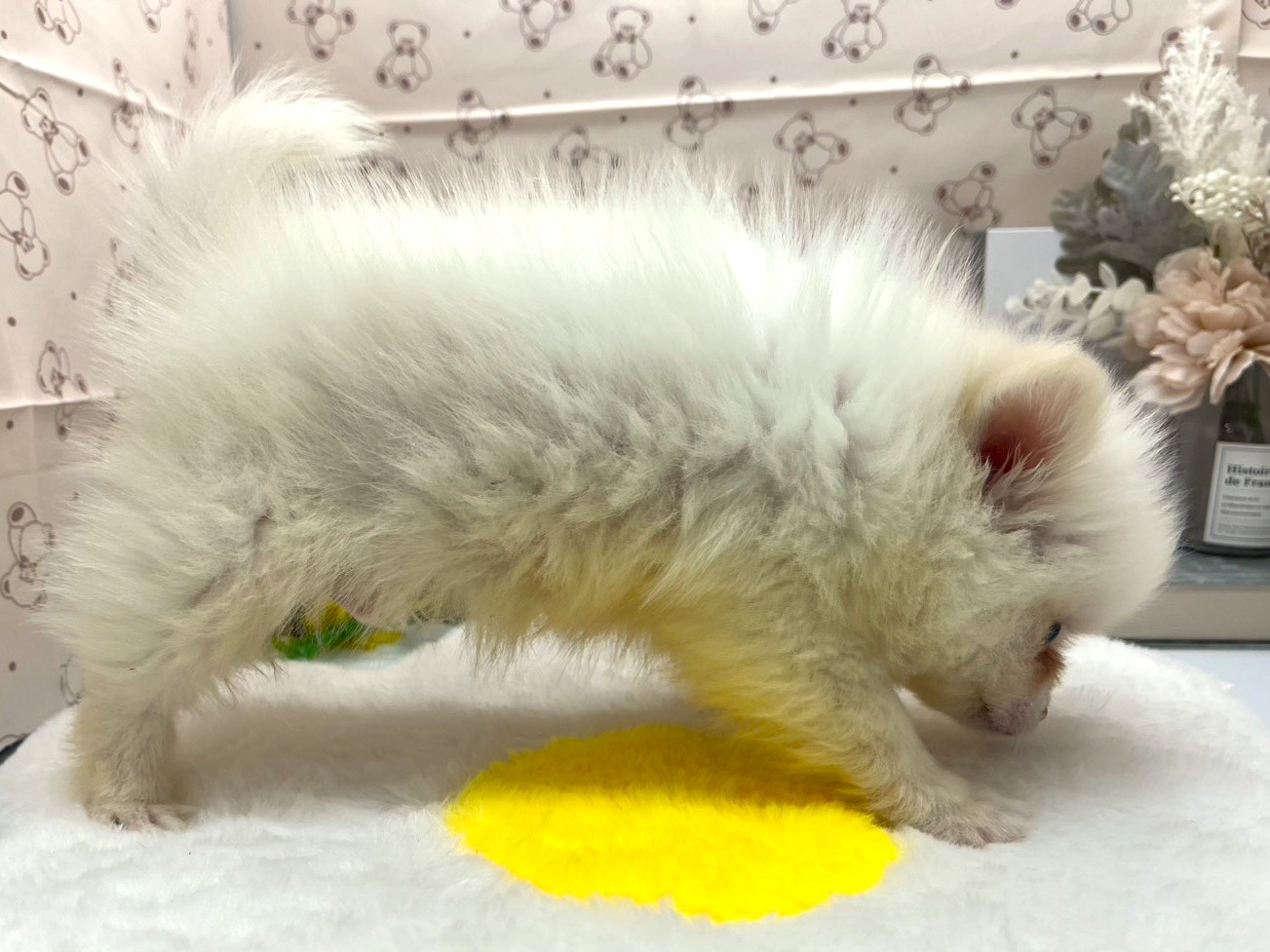 静岡県のポメラニアン (ペッツワン掛川店/2026年2月10日生まれ/男の子/ホワイト)の子犬の2枚目の画像