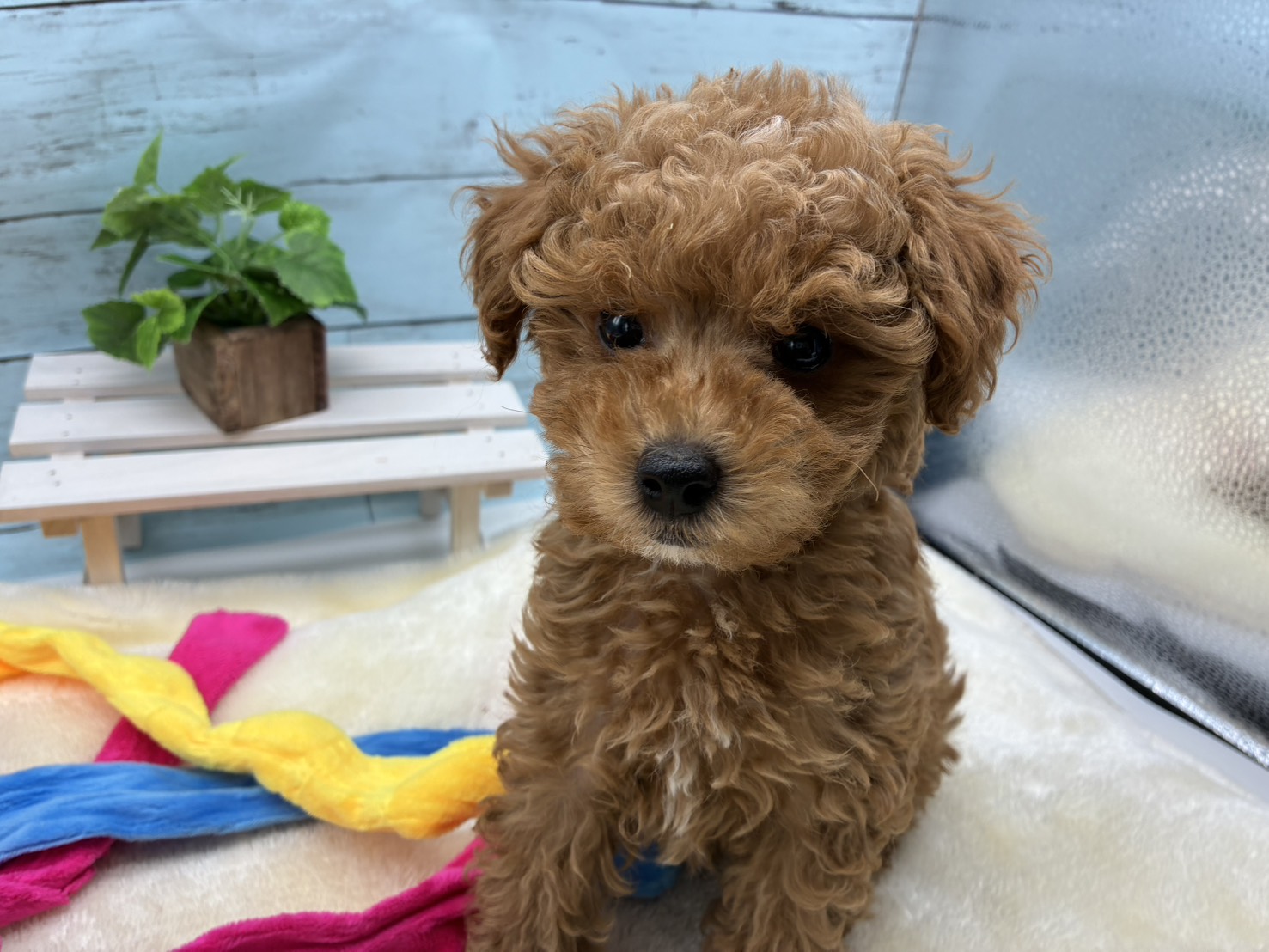 静岡県のトイプードル(トイ) (ペッツワン藤枝店/2026年2月14日生まれ/男の子/アプリコット)の子犬の2枚目の画像