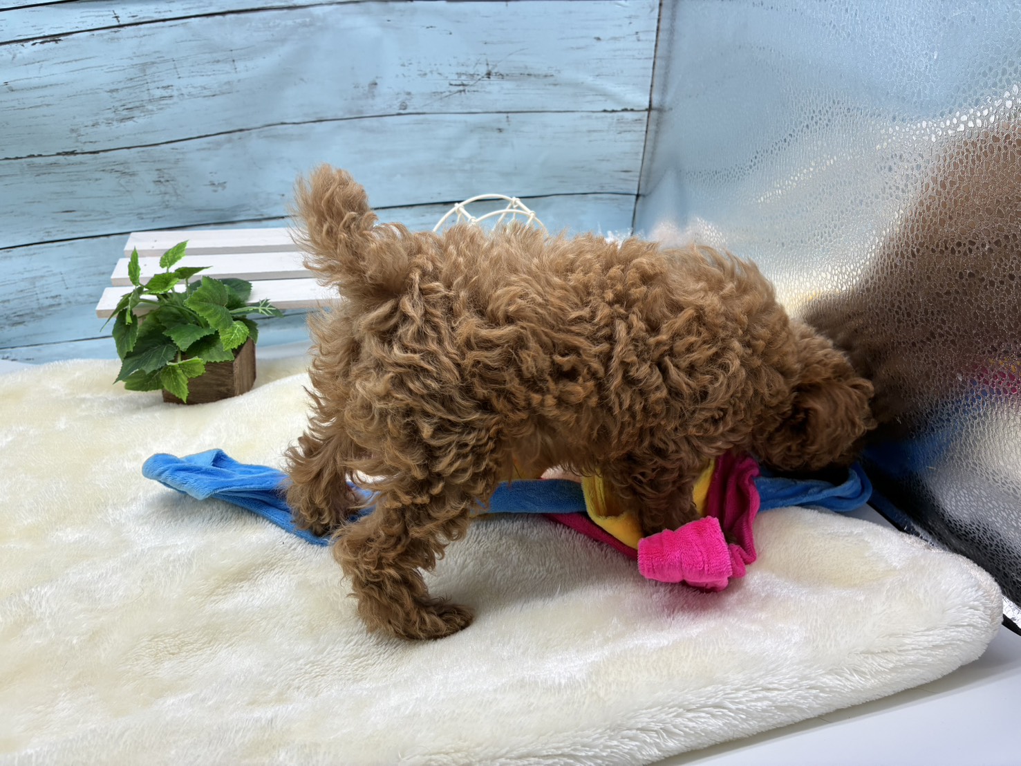 静岡県のトイプードル(トイ) (ペッツワン藤枝店/2026年2月14日生まれ/男の子/アプリコット)の子犬の3枚目の画像