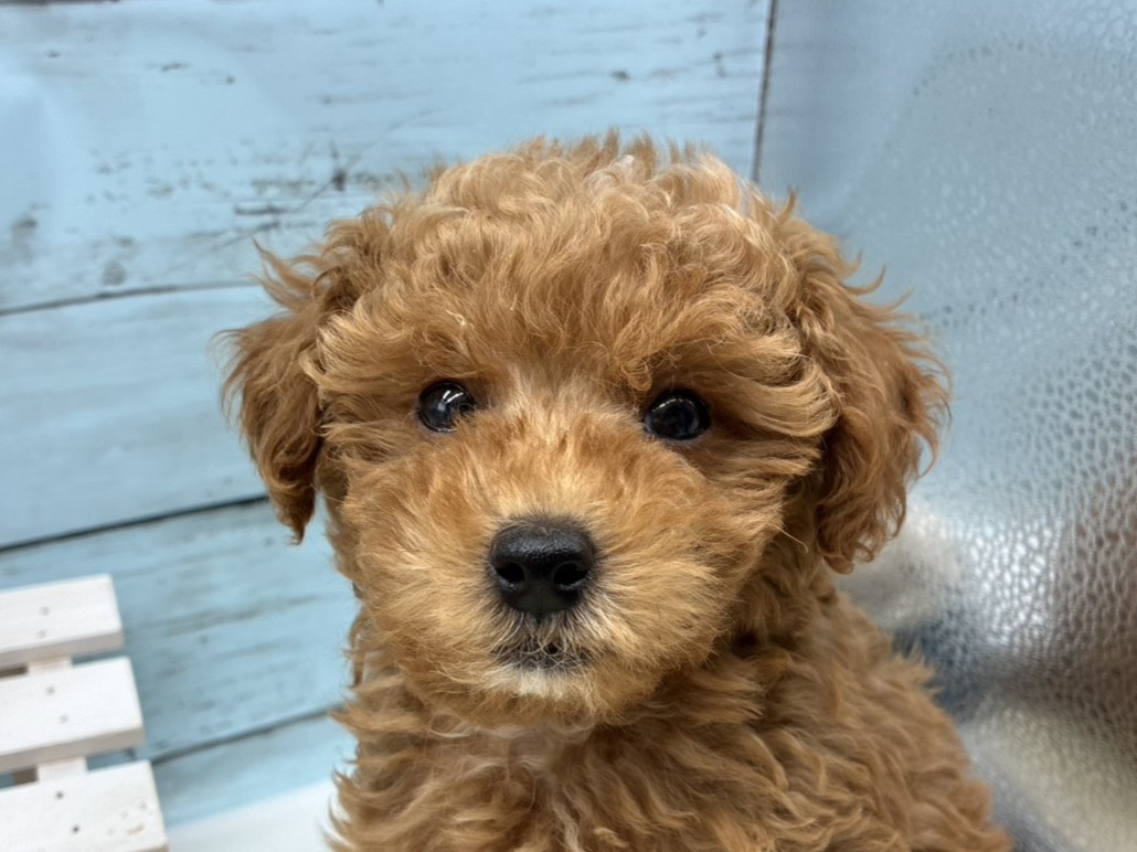 静岡県のトイプードル(トイ) (ペッツワン藤枝店/2026年2月14日生まれ/男の子/アプリコット)の子犬の1枚目の画像