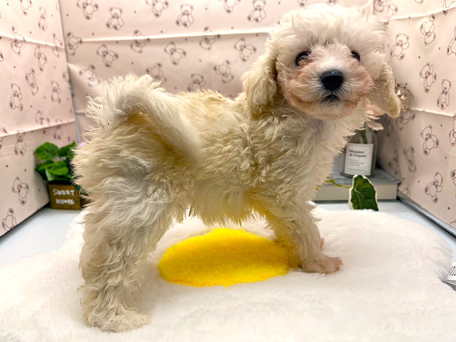 静岡県のトイプードル(トイ) (ペッツワン掛川店/2026年2月2日生まれ/男の子/ホワイト)の子犬の2枚目の画像