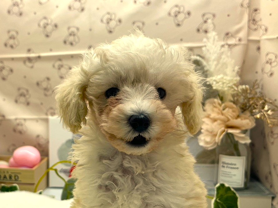 静岡県のトイプードル(トイ) (ペッツワン掛川店/2026年2月2日生まれ/男の子/ホワイト)の子犬の1枚目の画像