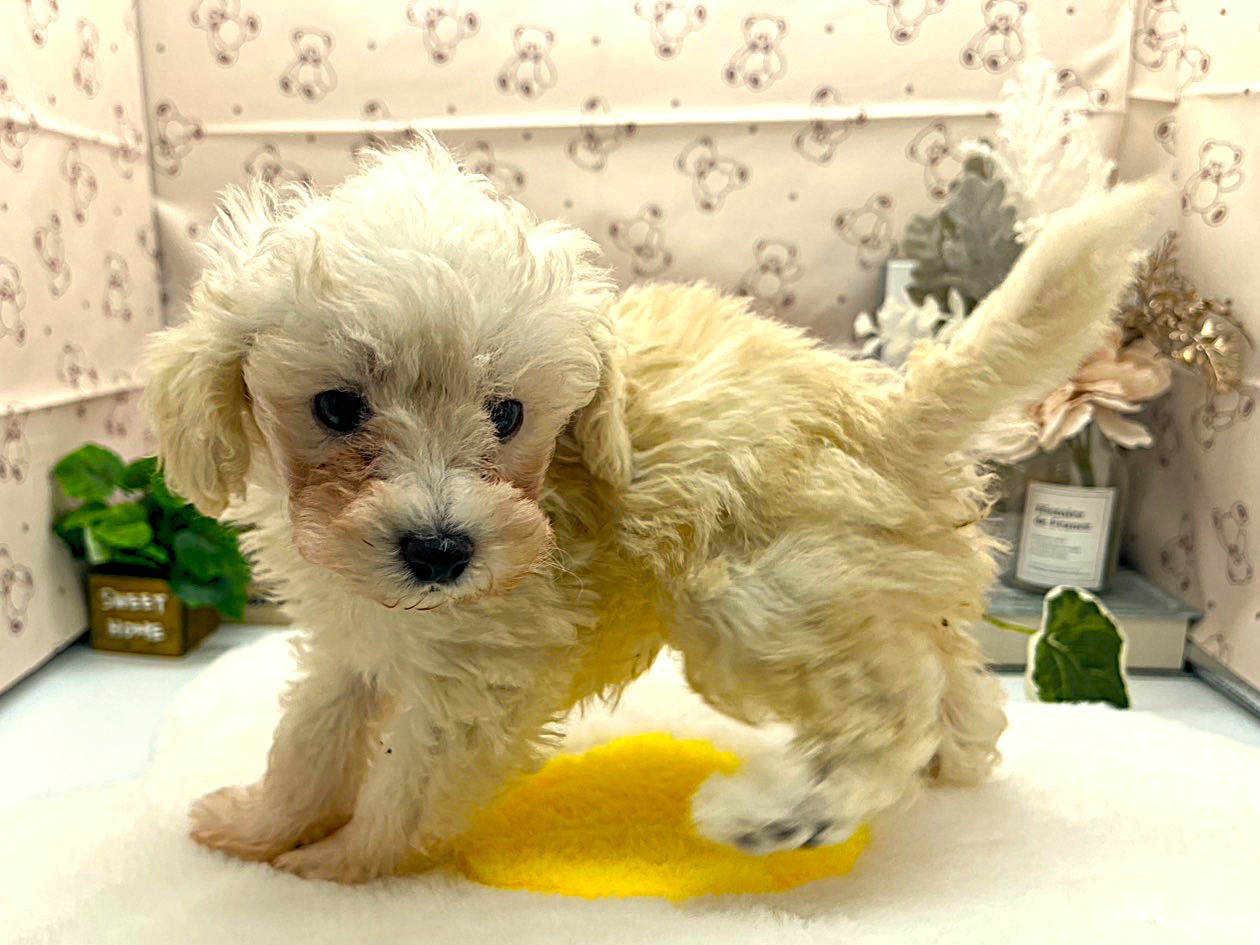 静岡県のトイプードル(トイ) (ペッツワン掛川店/2026年2月2日生まれ/男の子/ホワイト)の子犬の3枚目の画像