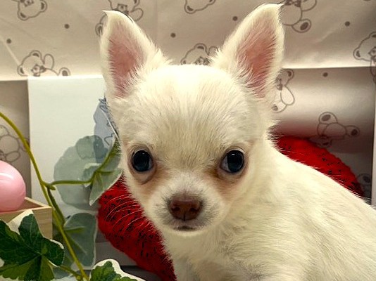 静岡県のチワワ(ロング) (ペッツワン掛川店/2026年2月8日生まれ/男の子/クリーム)の子犬