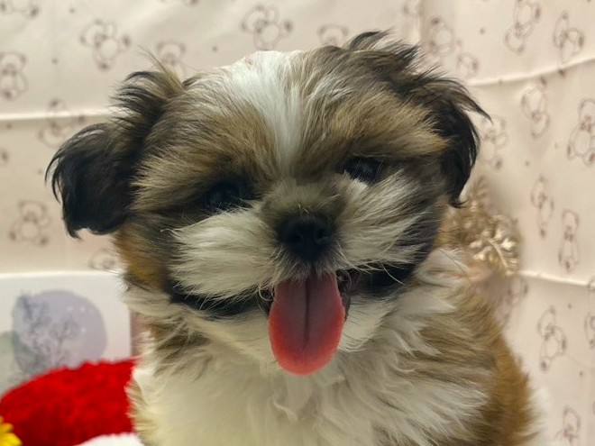 静岡県のシーズー (ペッツワン掛川店/2026年2月4日生まれ/男の子/ホワイトゴールド)の子犬の1枚目の画像