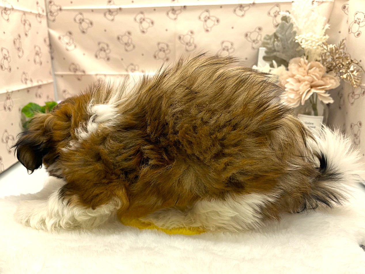 静岡県のシーズー (ペッツワン掛川店/2026年2月4日生まれ/男の子/ホワイトゴールド)の子犬の3枚目の画像