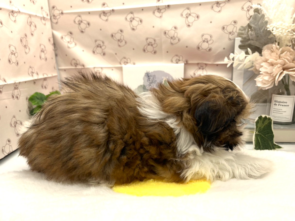 静岡県のシーズー (ペッツワン掛川店/2026年2月4日生まれ/男の子/ホワイトゴールド)の子犬の2枚目の画像