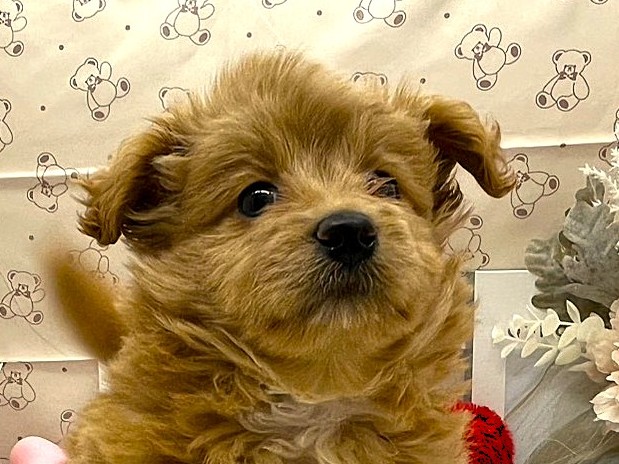 静岡県のハーフ犬・ミックス犬 (ペッツワン掛川店/2026年2月9日生まれ/男の子/アプリコット)の子犬