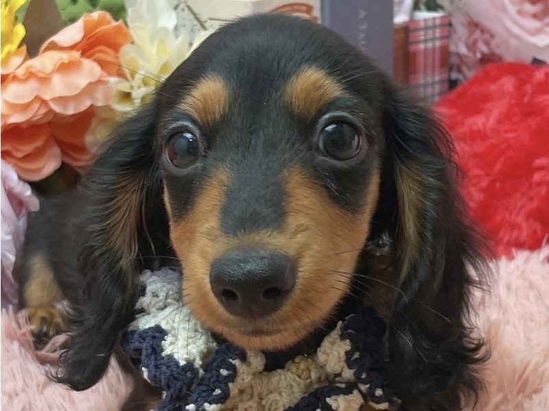 愛知県のカニンヘンダックスフンド(ロング) (ペッツワン豊田四郷店/2026年1月14日生まれ/男の子/ブラックタン)の子犬の1枚目の画像