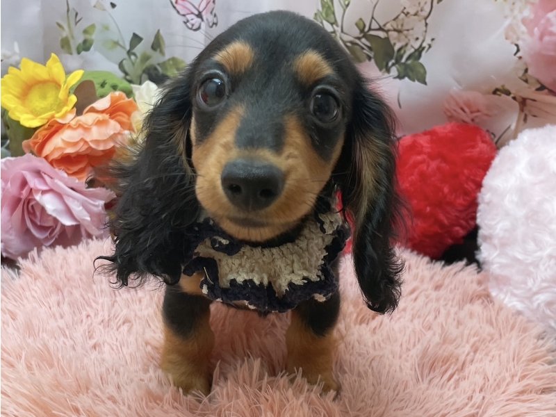 愛知県のカニンヘンダックスフンド(ロング) (ペッツワン豊田四郷店/2026年1月14日生まれ/男の子/ブラックタン)の子犬の2枚目の画像