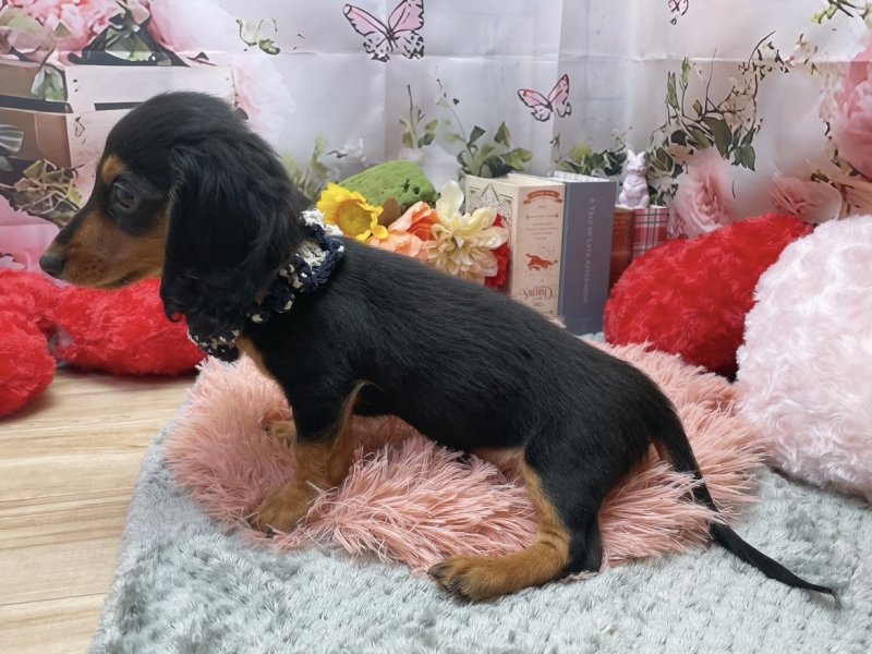 愛知県のカニンヘンダックスフンド(ロング) (ペッツワン豊田四郷店/2026年1月14日生まれ/男の子/ブラックタン)の子犬の3枚目の画像