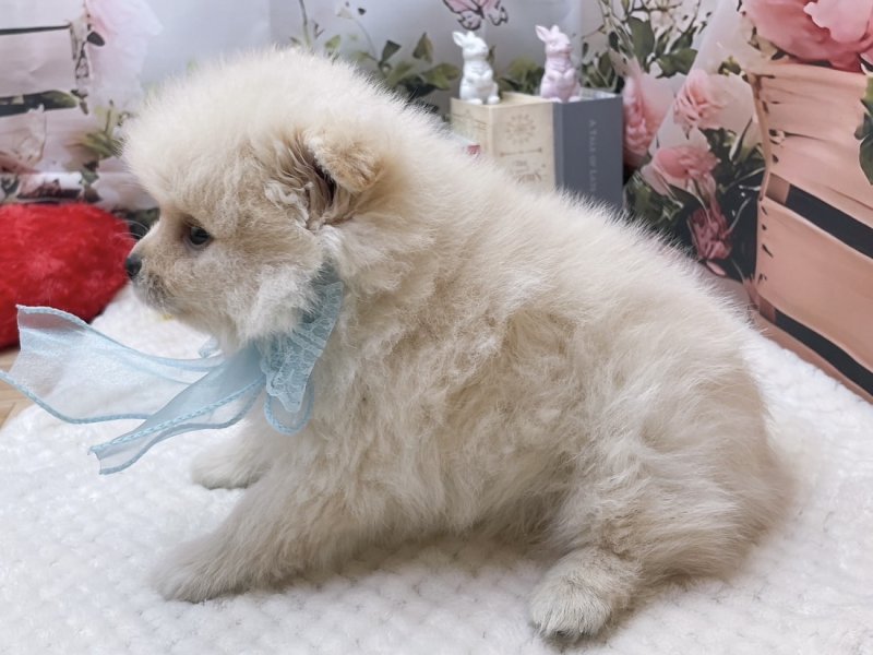 愛知県のポメラニアン (ペッツワン豊田四郷店/2026年1月16日生まれ/男の子/クリーム)の子犬の3枚目の画像