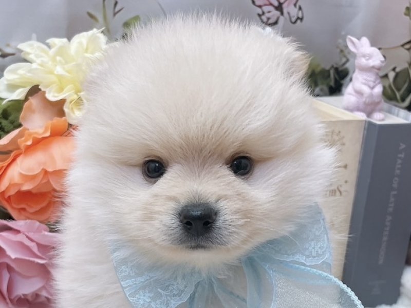 愛知県のポメラニアン (ペッツワン豊田四郷店/2026年1月16日生まれ/男の子/クリーム)の子犬の1枚目の画像