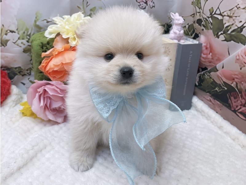 愛知県のポメラニアン (ペッツワン豊田四郷店/2026年1月16日生まれ/男の子/クリーム)の子犬の2枚目の画像