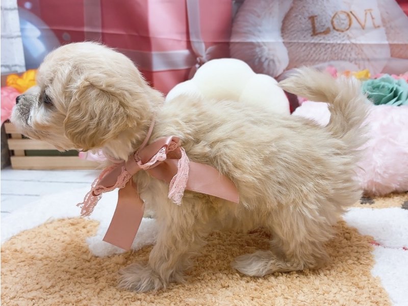 愛知県のハーフ犬・ミックス犬 (ペッツワン豊田四郷店/2026年1月18日生まれ/男の子/クリーム)の子犬の3枚目の画像