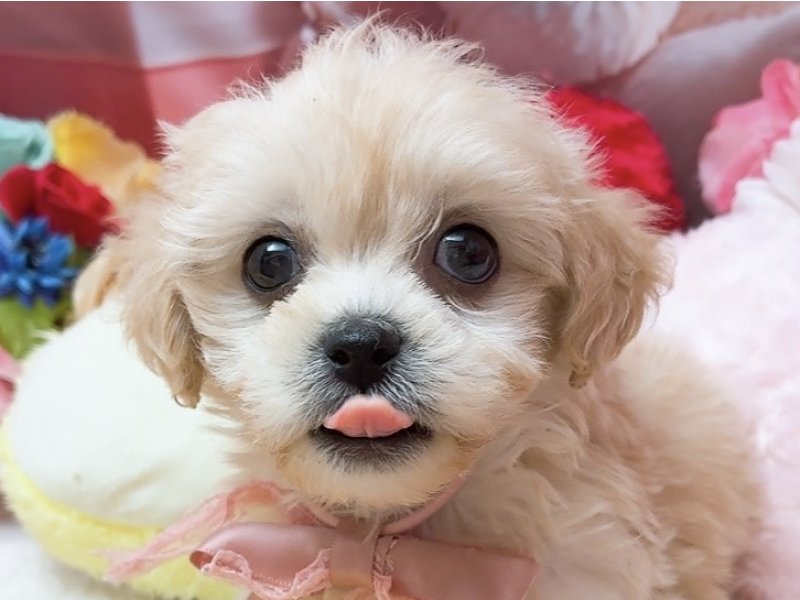 愛知県のハーフ犬・ミックス犬 (ペッツワン豊田四郷店/2026年1月18日生まれ/男の子/クリーム)の子犬の1枚目の画像