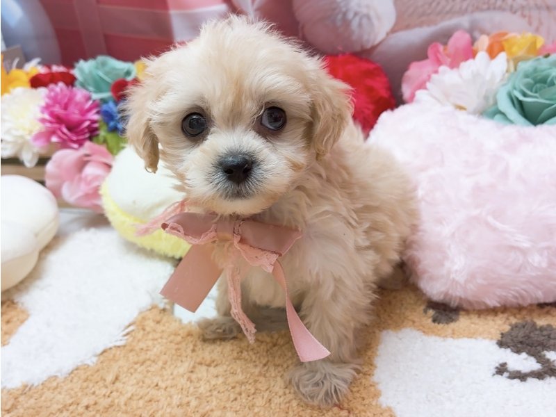 愛知県のハーフ犬・ミックス犬 (ペッツワン豊田四郷店/2026年1月18日生まれ/男の子/クリーム)の子犬の2枚目の画像