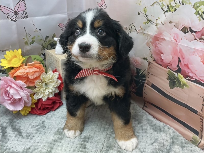 愛知県のバーニーズマウンテンドッグ (ペッツワン豊田四郷店/2026年1月24日生まれ/女の子/ブラックラストホワイト)の子犬の2枚目の画像