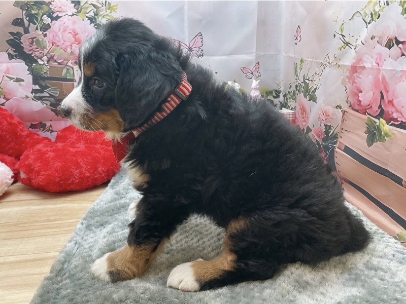 愛知県のバーニーズマウンテンドッグ (ペッツワン豊田四郷店/2026年1月24日生まれ/女の子/ブラックラストホワイト)の子犬の3枚目の画像