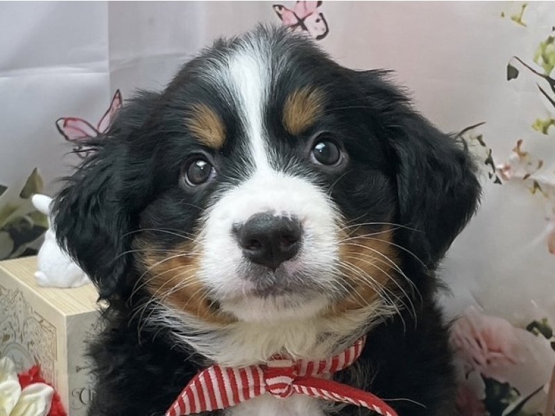 愛知県のバーニーズマウンテンドッグ (ペッツワン豊田四郷店/2026年1月24日生まれ/女の子/ブラックラストホワイト)の子犬の1枚目の画像