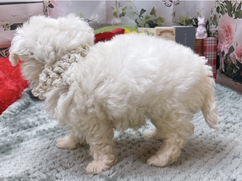 愛知県のビションフリーゼ (ペッツワン豊田四郷店/2026年1月25日生まれ/男の子/ホワイト)の子犬の3枚目の画像