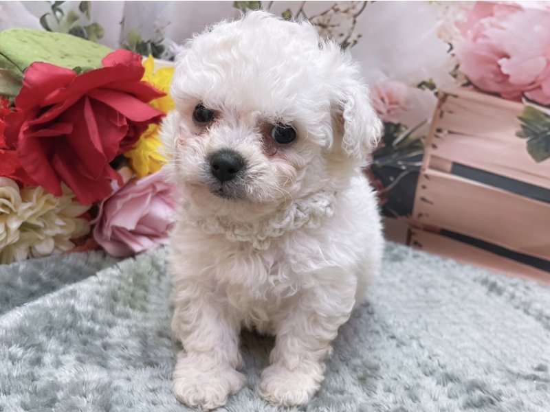 愛知県のビションフリーゼ (ペッツワン豊田四郷店/2026年1月25日生まれ/男の子/ホワイト)の子犬の2枚目の画像