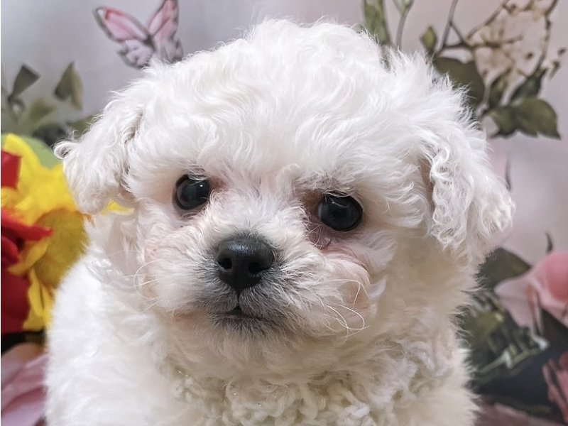 愛知県のビションフリーゼ (ペッツワン豊田四郷店/2026年1月25日生まれ/男の子/ホワイト)の子犬の1枚目の画像