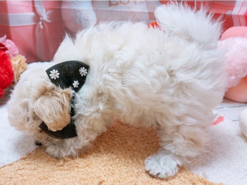 愛知県のハーフ犬・ミックス犬 (ペッツワン豊田四郷店/2026年2月5日生まれ/男の子/クリームホワイト)の子犬の3枚目の画像