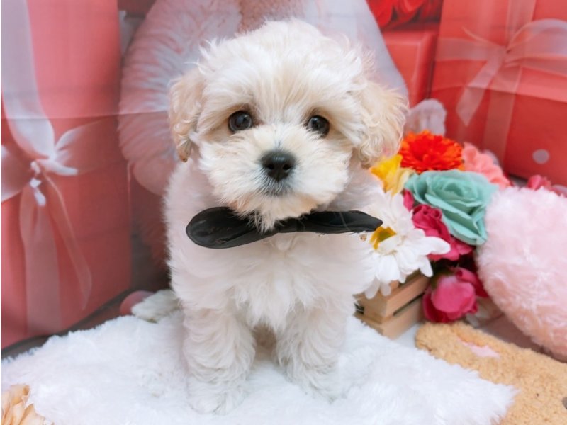 愛知県のハーフ犬・ミックス犬 (ペッツワン豊田四郷店/2026年2月5日生まれ/男の子/クリームホワイト)の子犬の2枚目の画像