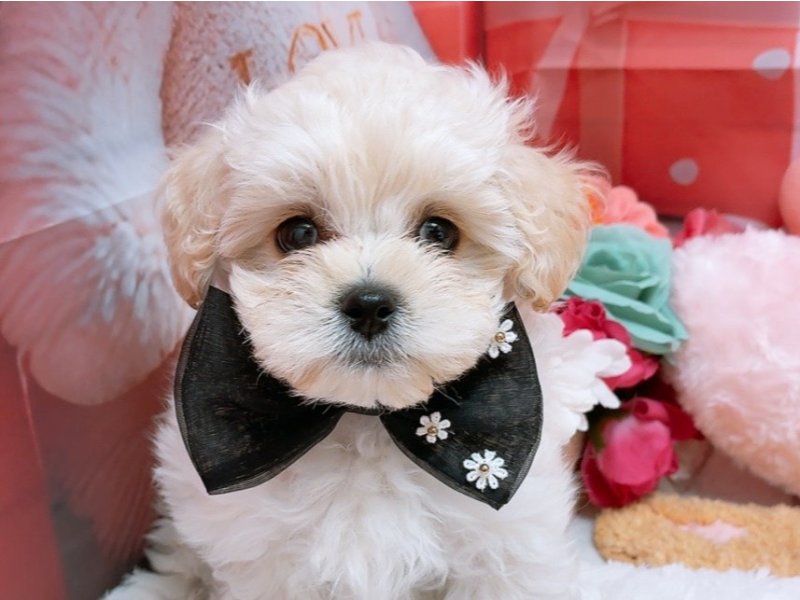 愛知県のハーフ犬・ミックス犬 (ペッツワン豊田四郷店/2026年2月5日生まれ/男の子/クリームホワイト)の子犬の1枚目の画像